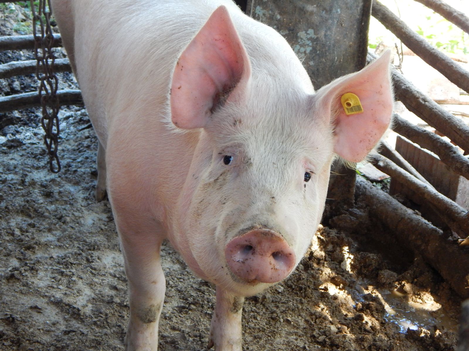 Pig with dirt on snout ear tagged by Lidija Zivic via iStock